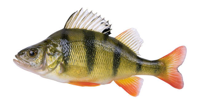 European perch fish with green striped scales and orange fins