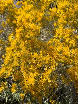 bright yellow flowers of rubber rabbitbrush, fall landscape with utah native plants, close up