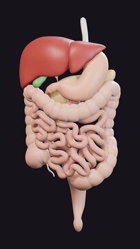 Human digestive system anatomy 3d rendering illustration