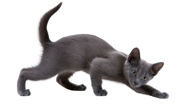 Playful grey kitten crouching in a pouncing position