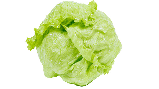 Fresh crisp head of iceberg lettuce with water droplets on green leaves