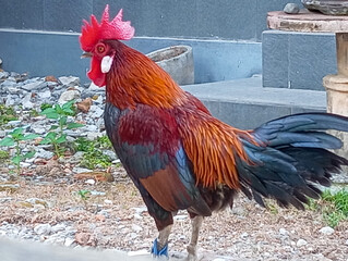 A Colorful Rooster Standing in a Garden Yard © Satria