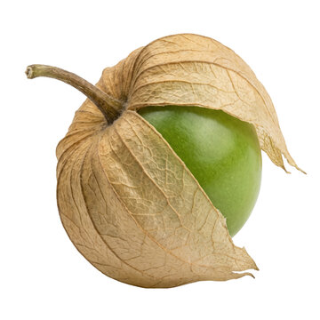 Green physalis enclosed in papery husk on a transparent background