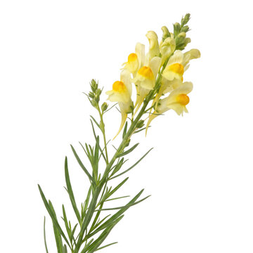 Yellow and white toadflax flowers with green leaves on a transparent background