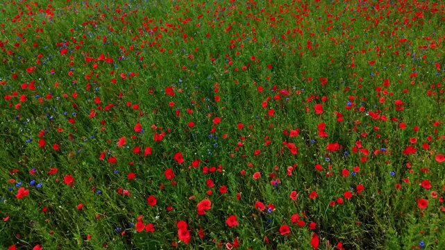 Stunning aerial drone video gliding over a vibrant summer field filled with blooming red poppies and blue cornflowers