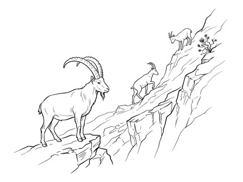 Vintage alpine ibex line art illustration, hand drawn mountain goat on steep rocky cliff, wild horned goat sketch vector drawing