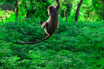 Blue Monkey Hanging from Tree Branch in Lush African Tropical Forest © Gina Mako