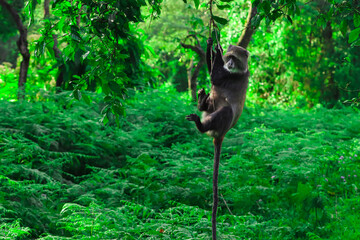 Blue Monkey Hanging from Tree Branch in Lush African Tropical Forest © Gina Mako