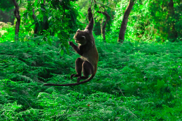 Blue Monkey Hanging from Tree Branch in Lush African Tropical Forest © Gina Mako