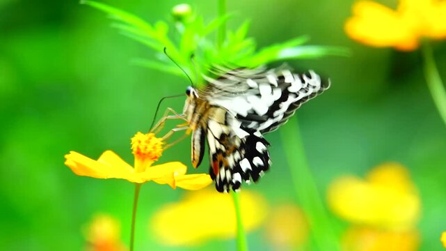 An orange and black butterfly with white wing markings rests on clusters of tiny pink flowers in a lush green garden, displaying intricate wing patterns and natural feeding behavior.