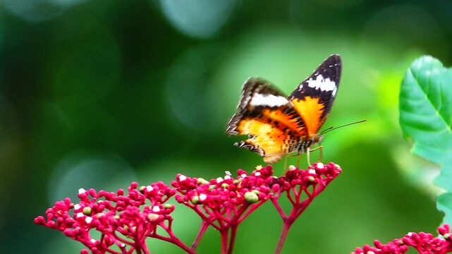 An orange and black butterfly with white wing markings rests on clusters of tiny pink flowers in a lush green garden, displaying intricate wing patterns and natural feeding behavior.