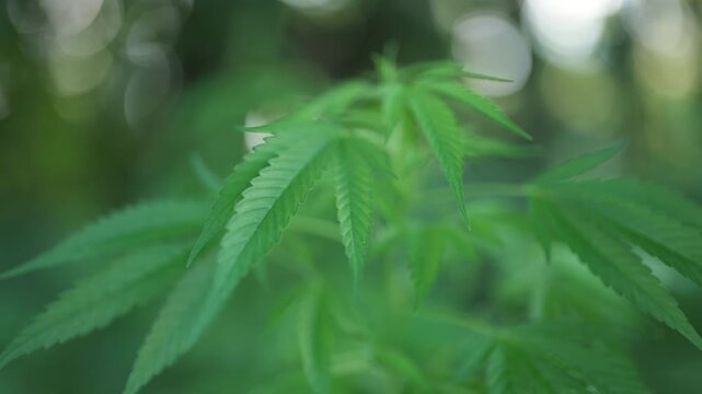 Close-up of vibrant green cannabis leaves swaying gently in the breeze. A young medical marijuana plant growing outdoors with a soft bokeh background and natural light.