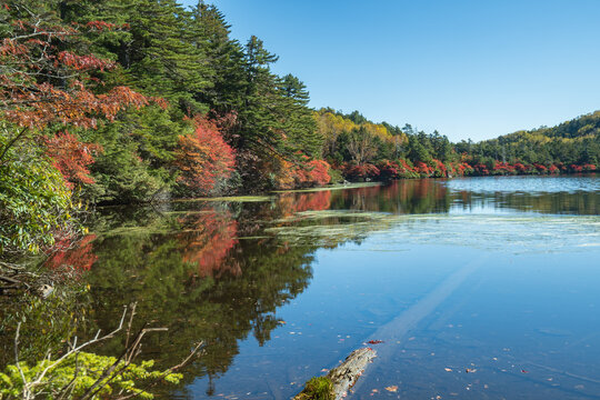 鮮やかな紅葉が湖面に映える秋の白駒池／日本長野県佐久穂町