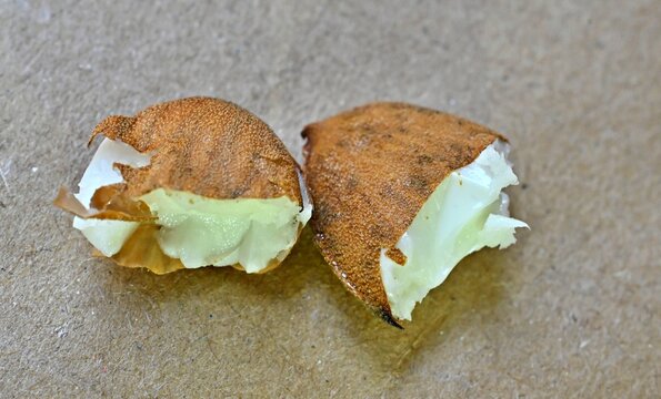 Two cracked seed halves of peach showing brown shell and white interior.