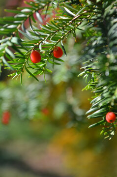 Branches of yew tree with bright red berry fruits against   background of green needles.Nature, autumn yew ,evergreen conifer plant,natural environment.	