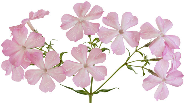 Delicate light pink phlox flower cluster with green stems and leaves