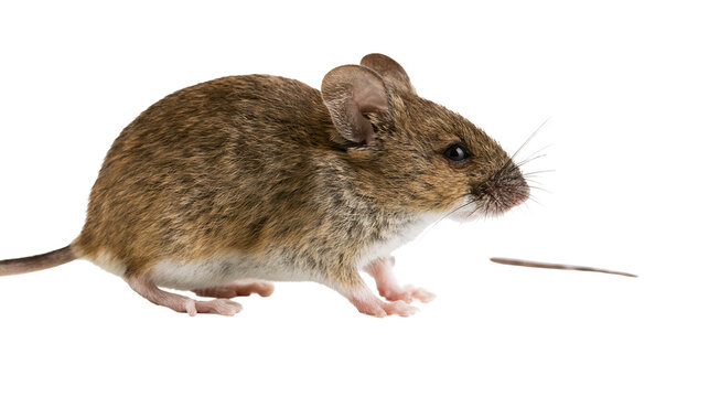 Small brown house mouse with whiskers and long tail standing in profile