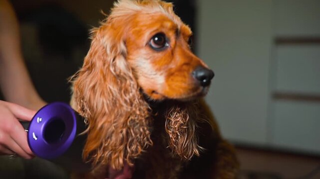 A cocker spaniel sits patiently while being brushed by a person in a home environment. The dog's fur is slightly damp, and the brushing helps to fluff and detangle the coat