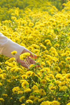 Close up of a hand gently touching bright yellow chrysanthemum flowers in a field.
A high-quality, atmospheric lifestyle photograph capturing a person's hand wearing a white long-sleeve sweater