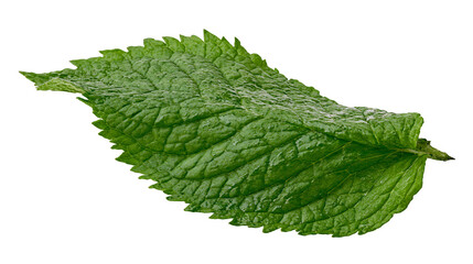 Fresh green mint leaf with water droplets and serrated edges © Stefan