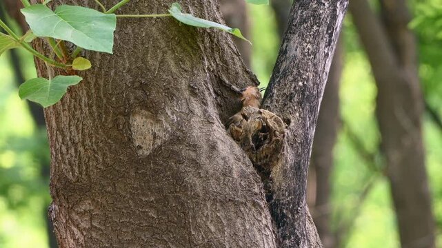Digital zoom in on a hoopoe at its tree cavity nest, close-up