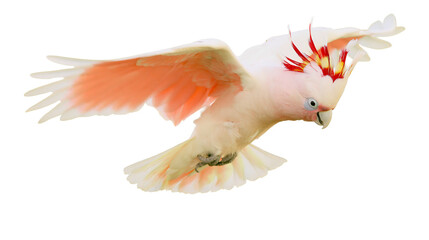 Major Mitchell cockatoo flying with pink and white plumage and red crest © Hjalmar