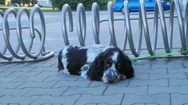 Sad Black and White Puppy Lying on a Leash Beside Bicycle Racks in a Parking Area