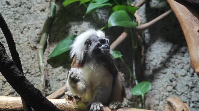 A curious cotton-top tamarin with a long white crest sits and eat food among green leaves and branches