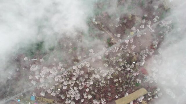 Top down peach blossoms and diagonal path beneath thin cloud