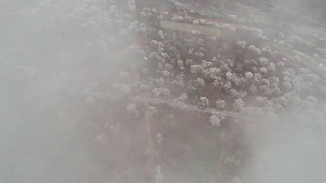 Rotating overhead view of peach trees and a narrow Nyingchi road