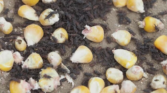 Maize weevils (Sitophilus zeamais) a major stored grain pest, crawling and feeding on corn kernels.
