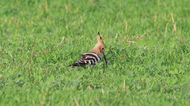 Eurasian hoopoe (Upupa epops) foraging in the grass for larvae, pupae, and insects.