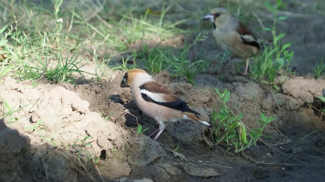 Male hawfinch (Coccothraustes coccothraustes) eating clay on the forest floor in summer