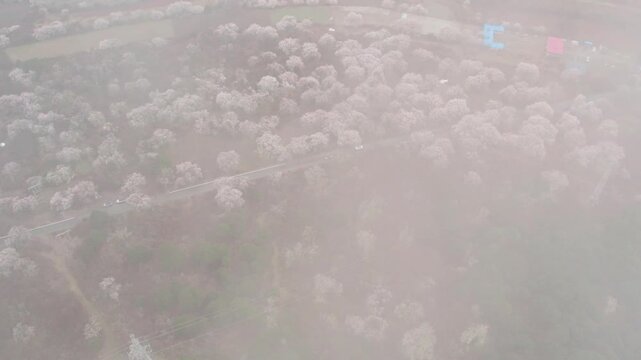 Road threading flowering peach crowns in Nyingchi aerial