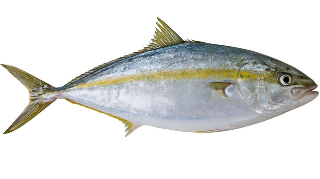 Fresh raw yellowtail amberjack fish with silver and yellow lateral stripe