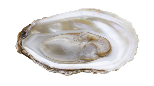 Fresh raw oyster in open shell with smooth pearlescent interior