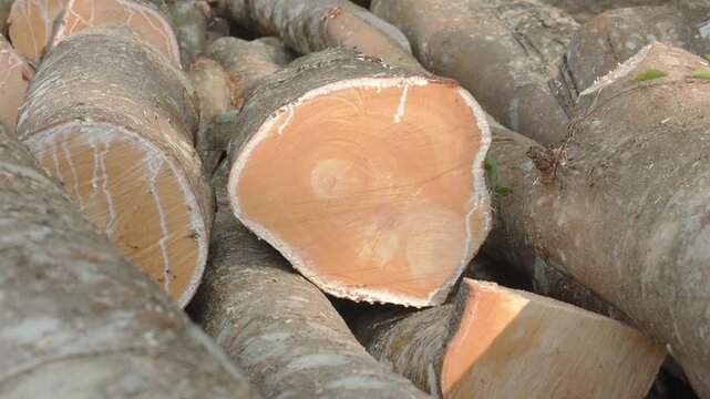 Stack of freshly cut rubberwood logs destined for thailand wood processing and furniture industries.