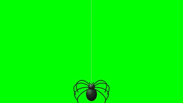 Stylized black spider slowly descends from a thin silk thread, sways gently, and returns to its starting position in a seamless loop on a solid chroma key green background. Ideal for Halloween videos