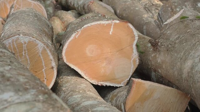 Stack of freshly cut rubberwood logs destined for thailand wood processing and furniture industries.