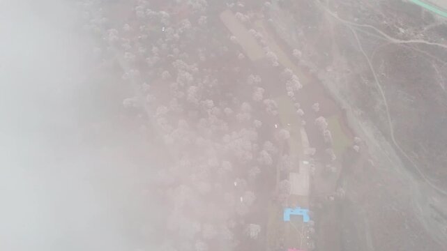 Top down cloud reveal over a flowering peach grove in Nyingchi