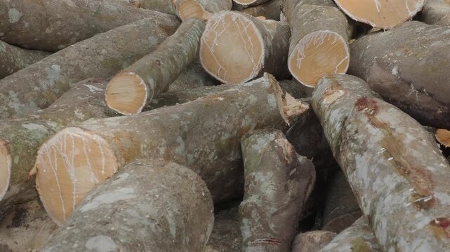 Stack of freshly cut rubberwood logs destined for thailand wood processing and furniture industries.
