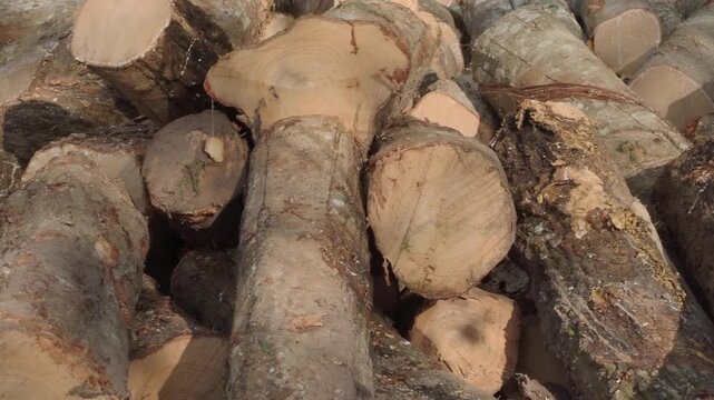 Stack of freshly cut rubberwood logs destined for thailand wood processing and furniture industries.