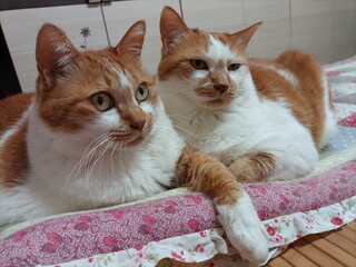 동물, 고양이 © 냥아들 노둥이와