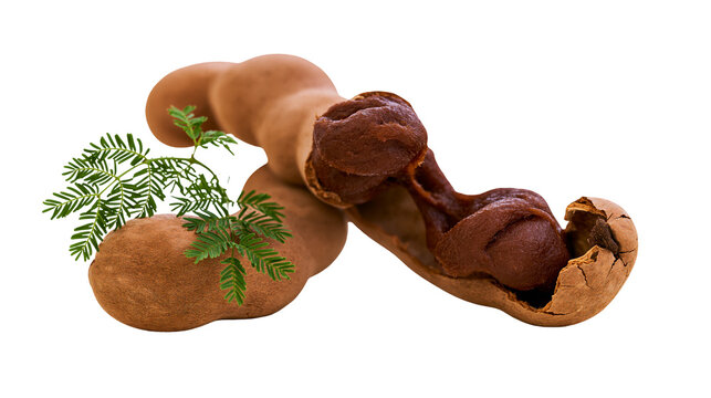 Ripe brown tamarind pods with green pinnate leaves and sticky pulp inside