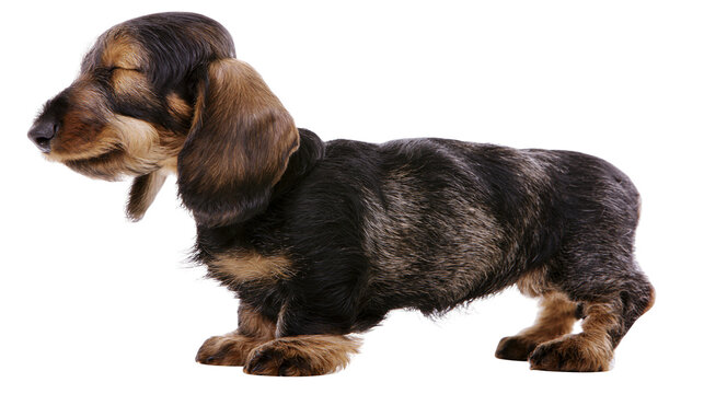 Small wire-haired dachshund puppy standing with eyes closed