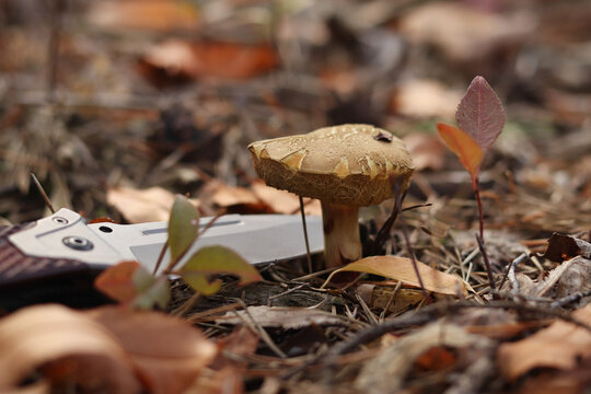 Cutting a forest mushroom with a knife close-up. Quiet hunting. The process of collecting mushrooms in the forest with a folding knife. Autumn season, hobby, forest crafts and natural products