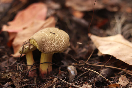 Small wild mushroom (erocomellus chrysenteron) on the forest floor. Cozy autumn atmosphere, mushroom in the forest wilderness. Lonely mushroom sprouts through a carpet of yellow and brown leaves