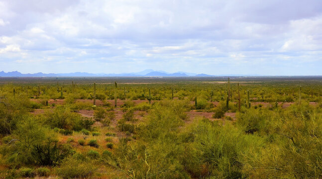 Sonoran Desert Arizona