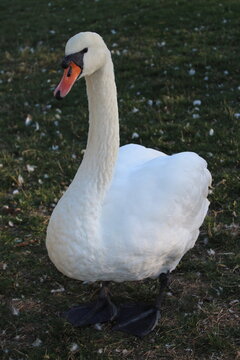 mute swan cygnus olor