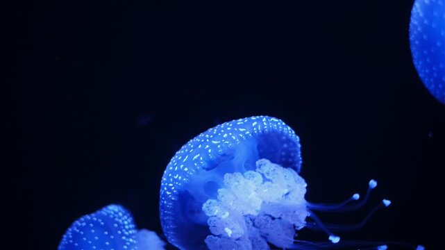 Tropical Jellyfish Phyllorhiza punctata white-spotted jellyfish aka floating bell, Australian spotted jellyfish underwater